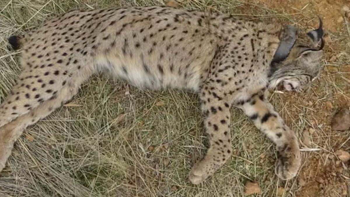 El informe del Ministerio para la Transición Ecológica recoge 214 fallecimientos el pasado año