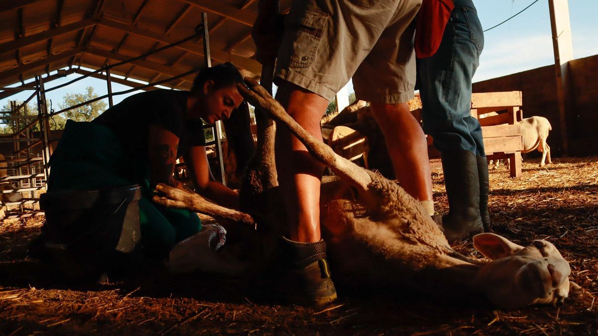 Labores en la granja