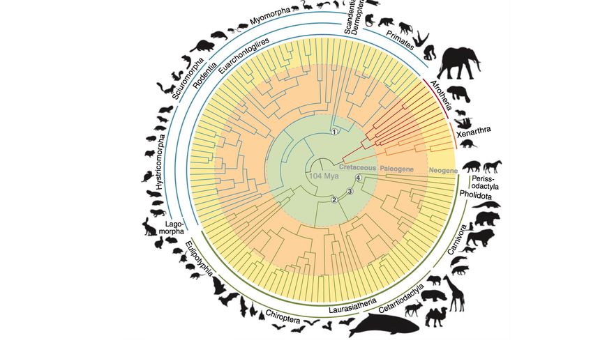 Cómo el genoma de 240 mamíferos nos dará claves sobre nuestras enfermedades