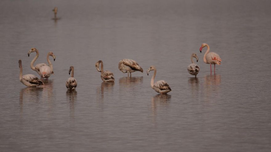 Los flamencos, arrinconados en Ibiza por la sequía y la presión humana