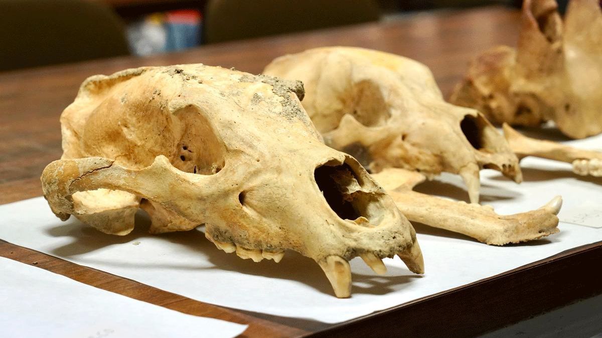 Cráneos de animales del grupo 'Frontera Cantábrica'.