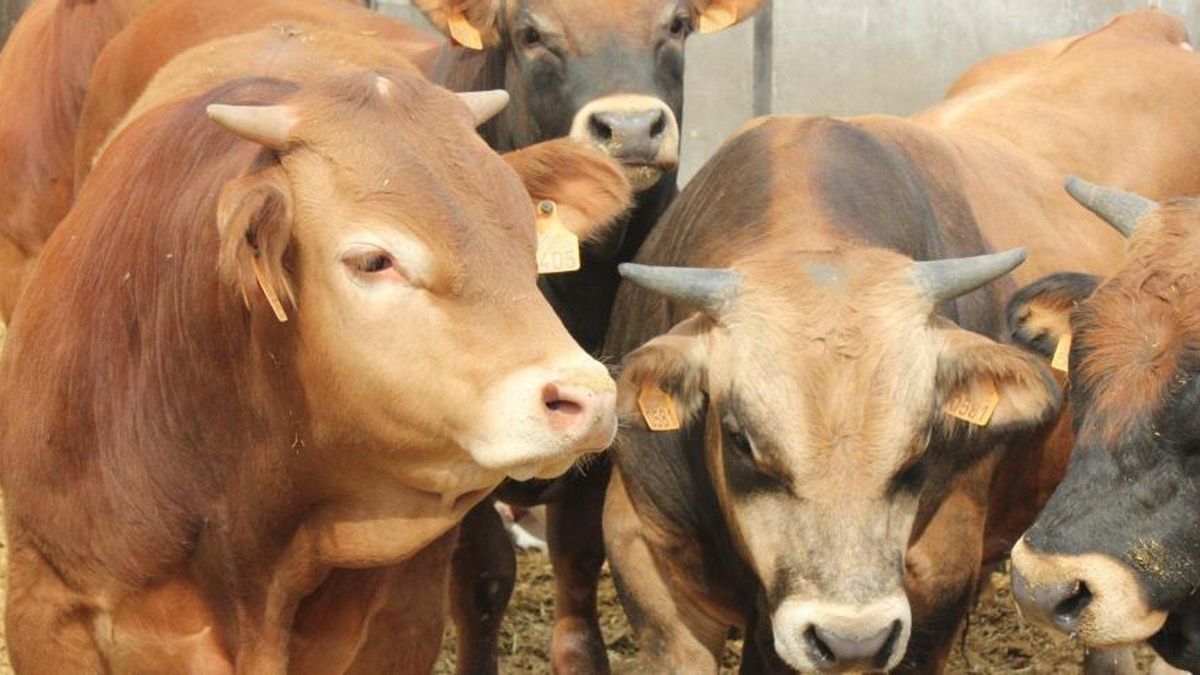 Confirmado el primer caso de Dermatosis Nodular Contagiosa en Aragón en una explotación ganadera de Borrastre (Huesca)