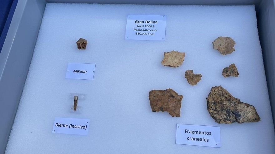 El Homo antecessor reaparece en Atapuerca con decenas de fósiles y un diente de una mujer joven