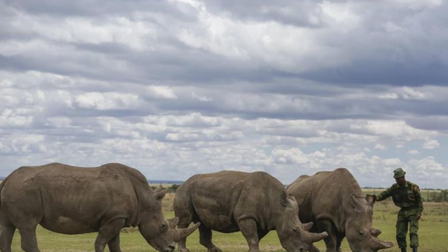 Desde la izquierda los rinocerontes blancos Dauwa, Najin y Fatu, son alimentados por un cuidador, en Centro de Conservación Ol Pejeta (Kenia).