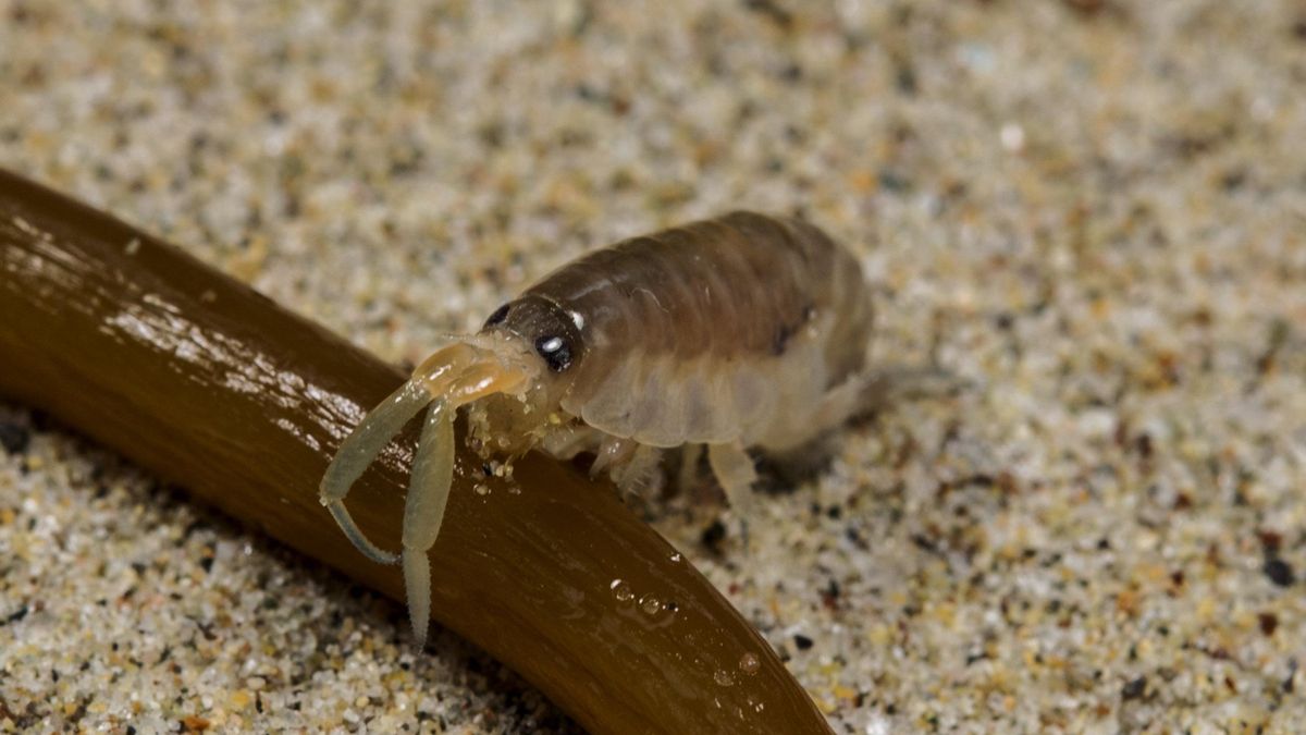 Tiny Beach Fleas Move Tons of Sand Nightly