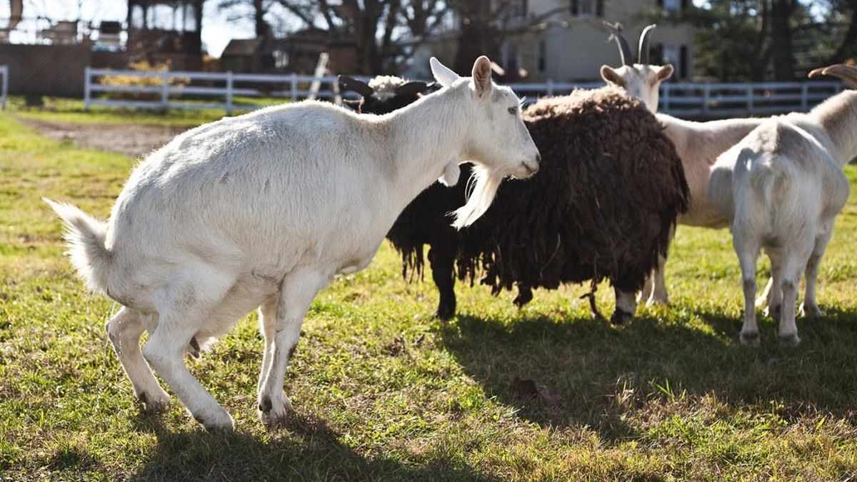 Los animales procesan enormes cantidades durante millones de años