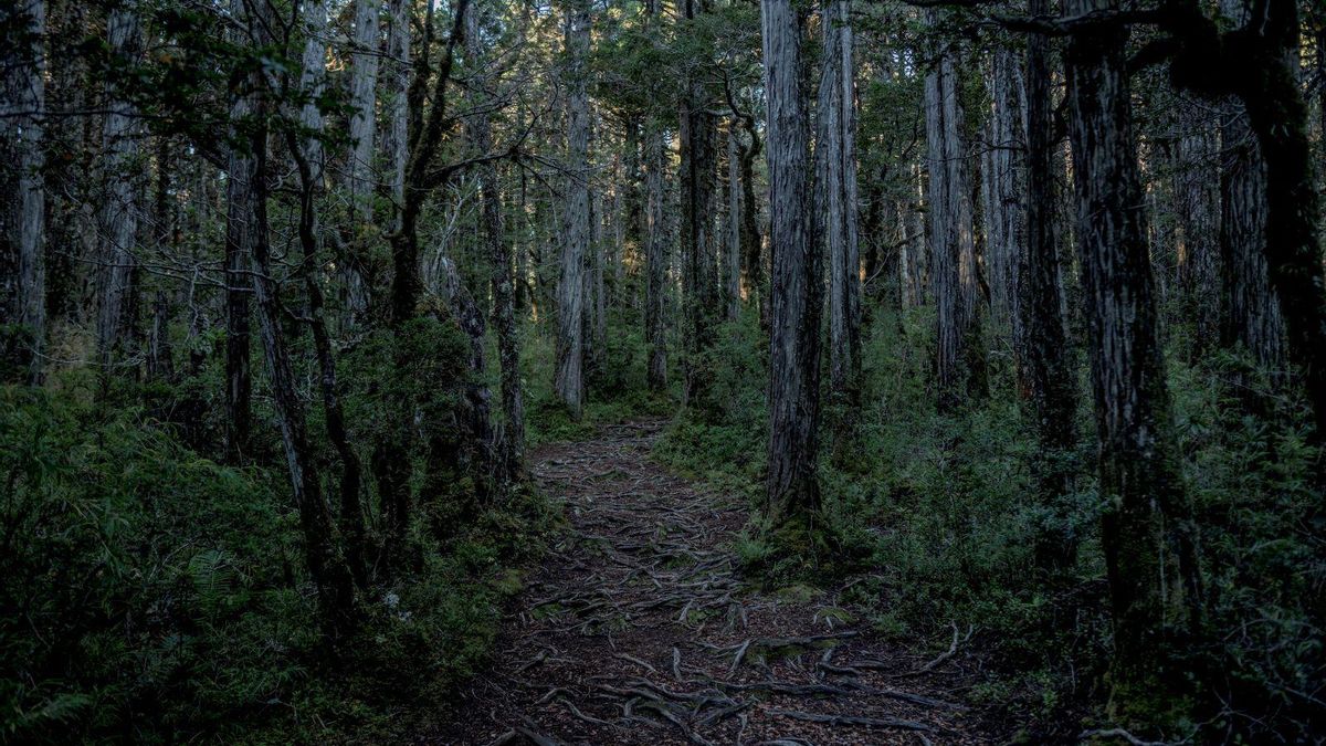 Un parche de alerce en el Parque Nacional Alerce Costero. Foto: cortesía Tomás Munita para Mongabay Latam