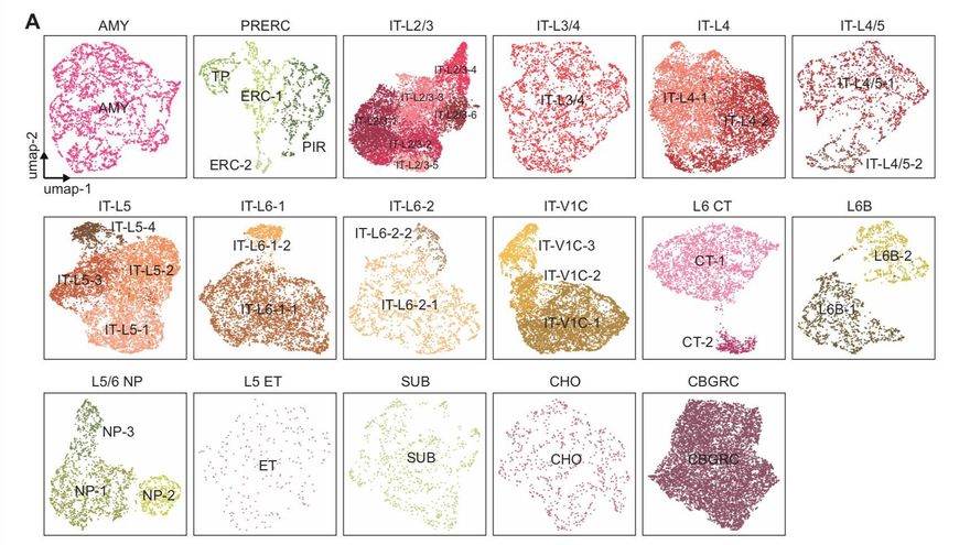 Algunos de los tipos celulares descritos en los trabajos