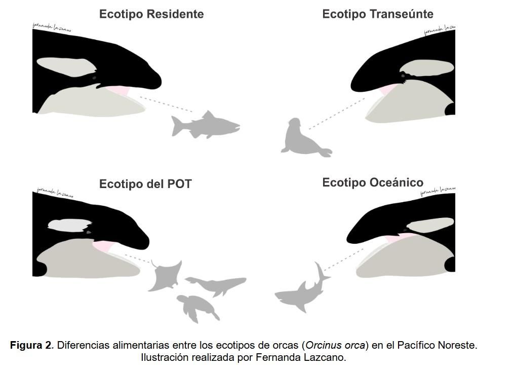A diferencia de otras orcas, las del ecotipo POT tienen una dieta generalista: cazan desde peces y rayas hasta delfines, tortugas marinas y tiburones ballena. Ilustración: cortesía Fernanda Lazcano en Hábitat preferencial del ecotipo predominante de Orcinus orca en el Pacífico Oriental Tropical