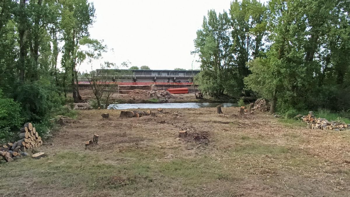 Talan casi 1.000 metros de árboles para la pasarela sobre el río que conectará la futura Red de Calor con la ciudad de León
