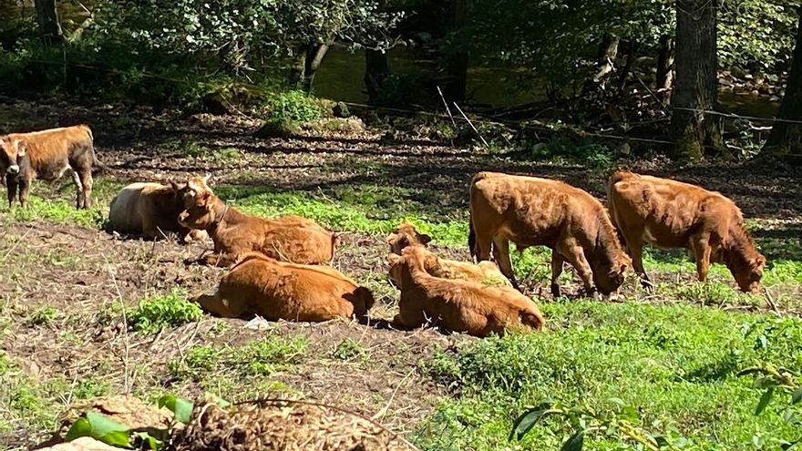 Vacas pastando en Asturias
