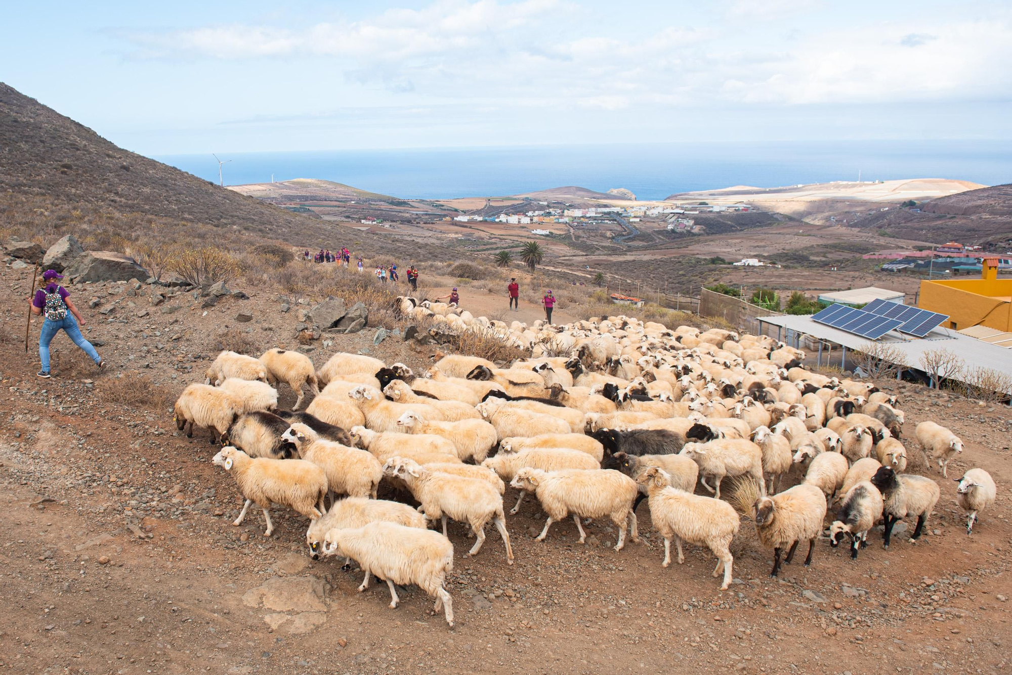 Primera trashumancia femenina en Canarias.