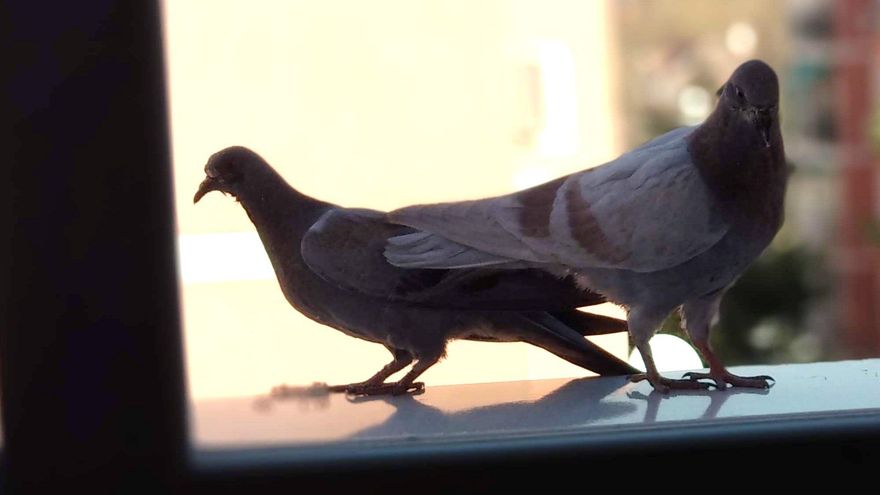 Archivo - Imagen de archivo de unas palomas.