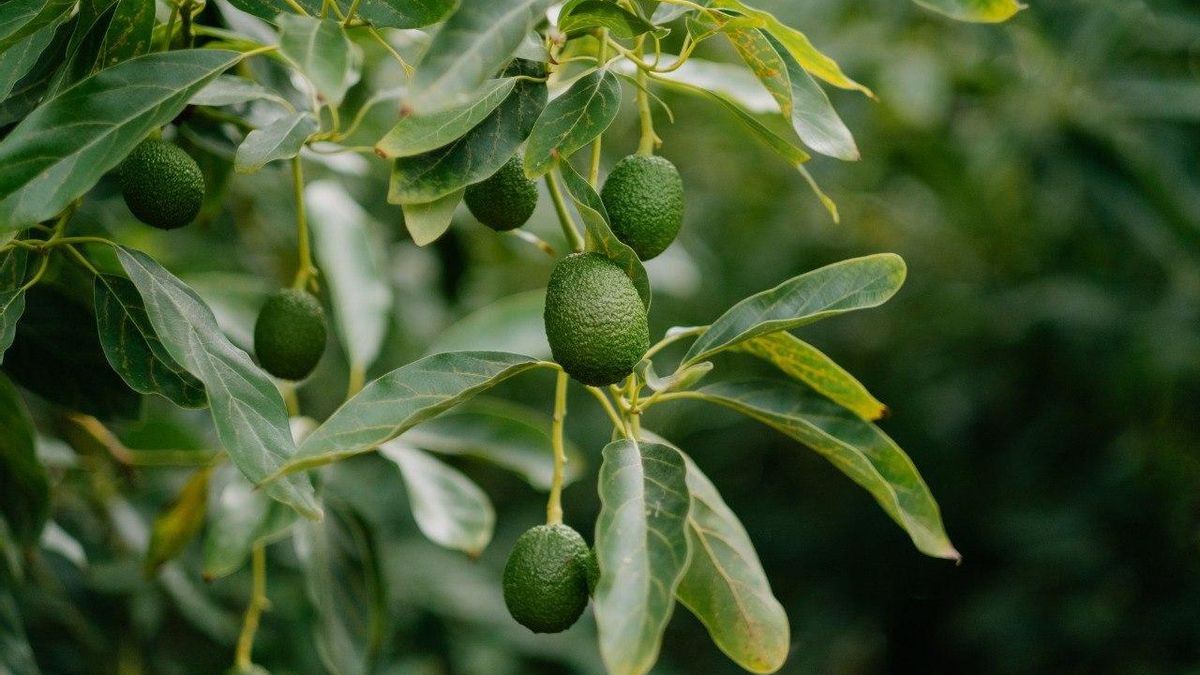La alta demanda de aguacate canario obliga a incrementar la superficie de cultivo