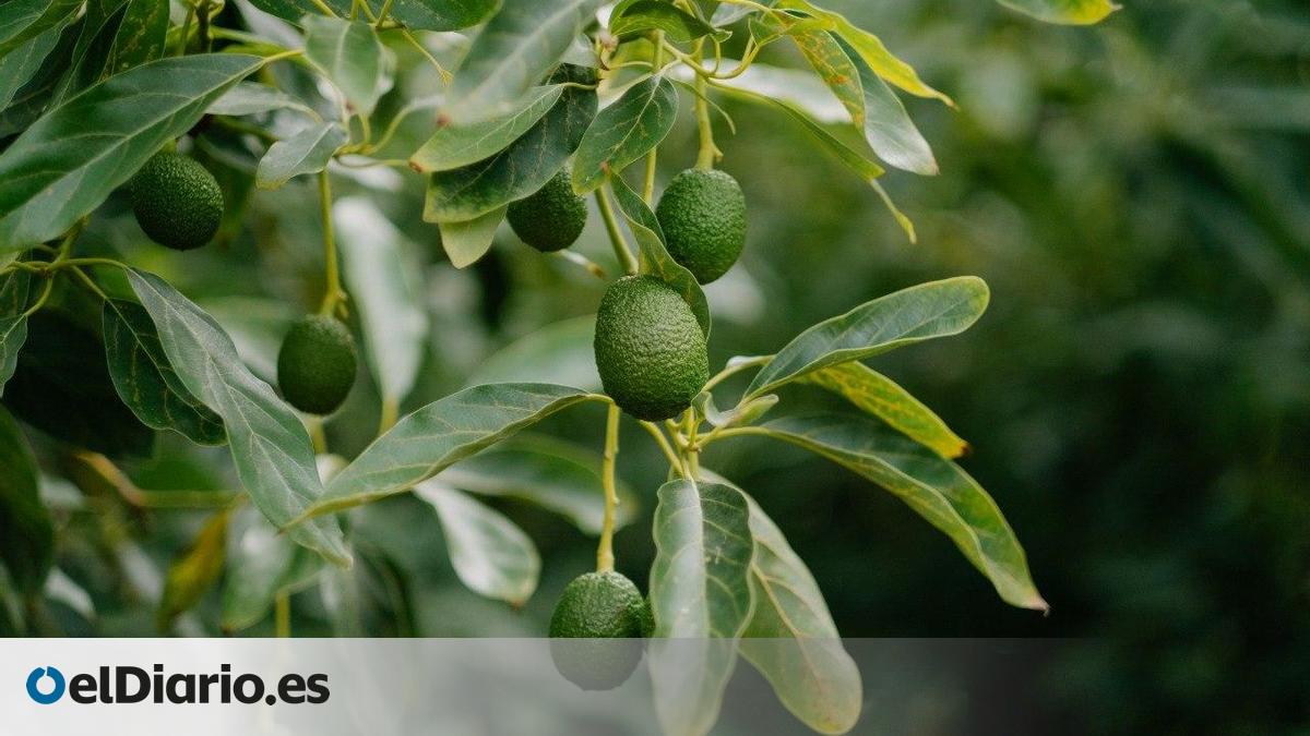La alta demanda de aguacate canario obliga a incrementar la superficie de cultivo