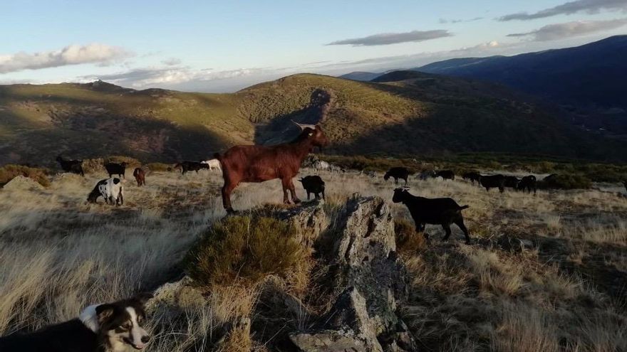 Imagen de un rebaño de cabras.