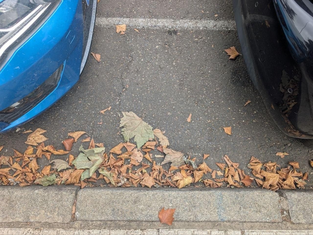El llamativo otoño en pleno verano que se el clima acelera en el paisaje urbano de León