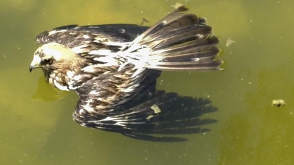 AguilaAtrapadaAlberca 2