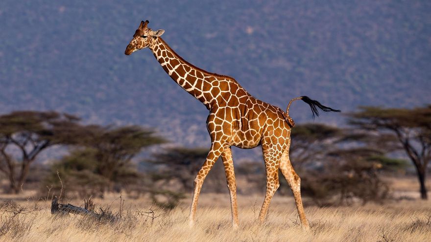 ¿Por qué las jirafas tienen esas características biológicas únicas?