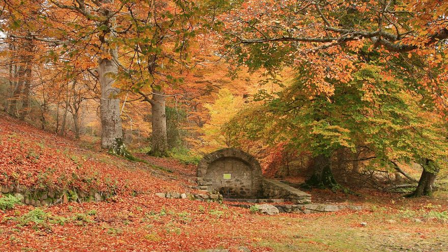 En El Moncayo se encuentran algunos de los mejores hayedos de España.