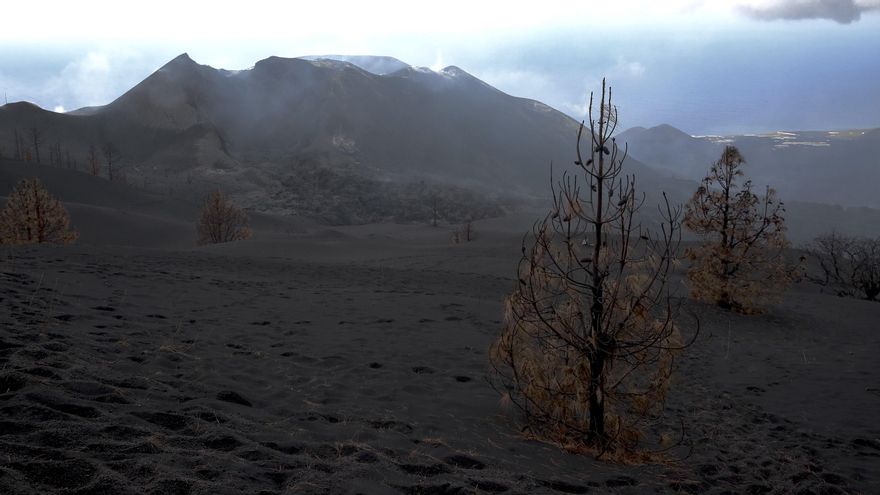 Pinos en los alrededores del cráter del volcán de La Palma.