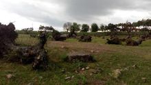Ecologistas en Acción de Extremadura alerta de la progresiva desaparición del olivar tradicional por la construcción de plantas fotovoltaicas, de obras públicas o por el cambio de cultivo a explotaciones más rentables como el olivar superintensivo, los almendros o los regadíos