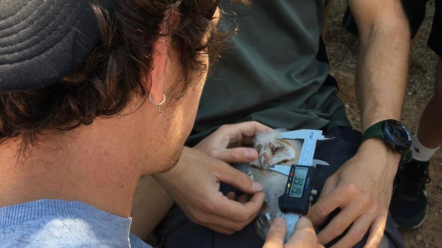 Un joven ornitólogo de 25 años vuelve para salvar a la población de rapaces en Belchite