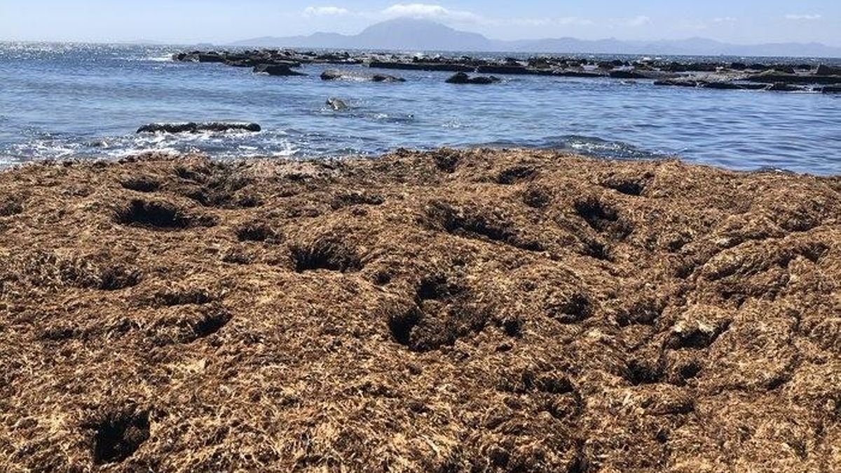 Las especies foráneas se extienden sin freno en la costa