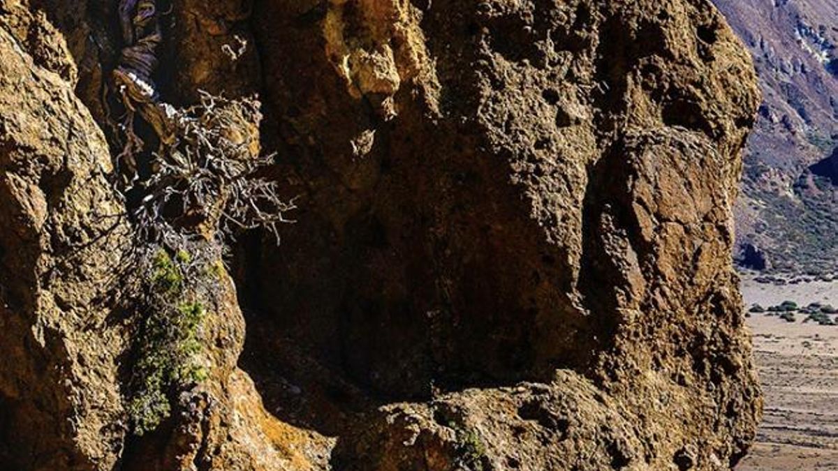 El árbol más antiguo de la Unión Europea no está en Escandinavia ni en los Balcanes: se alza en las laderas del Teide y sigue vivo desde el Imperio Romano