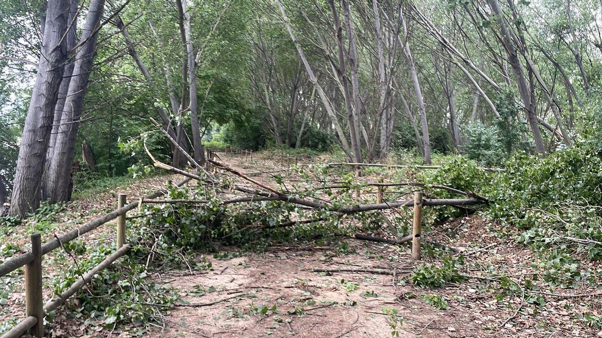 Árboles caídos en el Parque del Ebro en Logroño