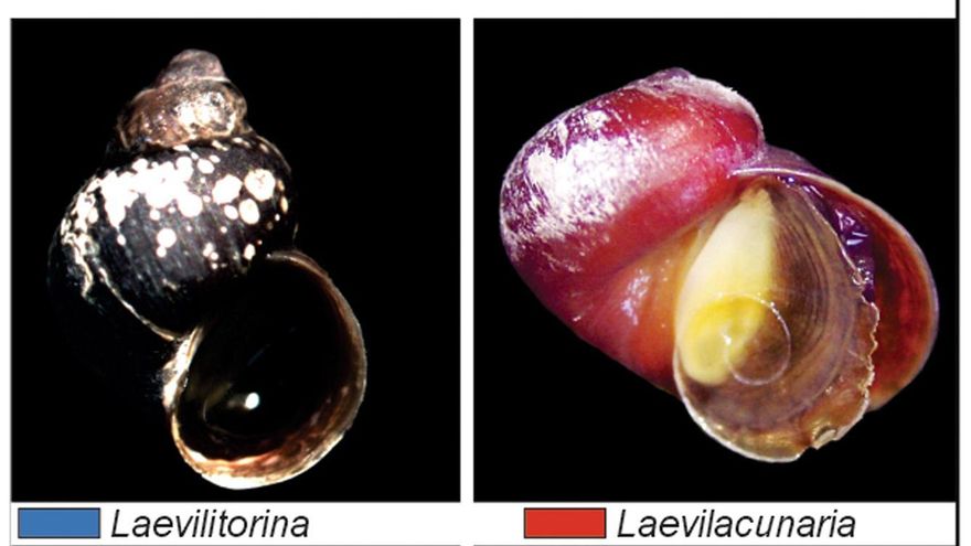 La investigación se ha centrado en la historia evolutiva y biogeográfica de Laevilitorina y Laevilacunaria