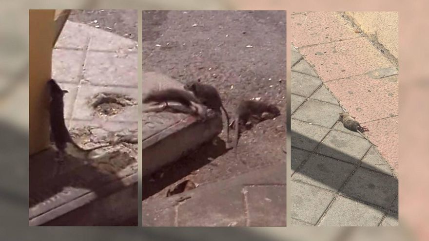 Verano entre ratas en Carabanchel Bajo: dos edificios sin uso obligan a un "tratamiento rodenticida"