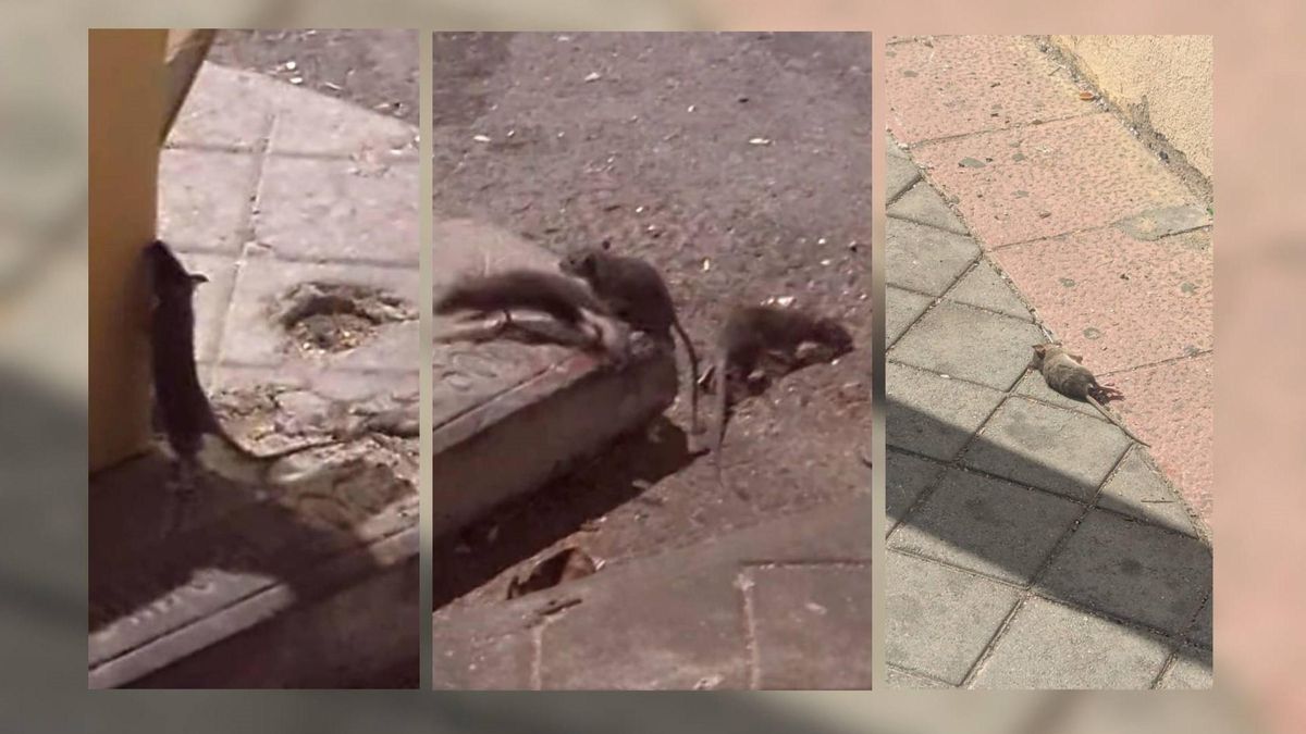 Verano entre ratas en Carabanchel Bajo: dos edificios sin uso obligan a un "tratamiento rodenticida"