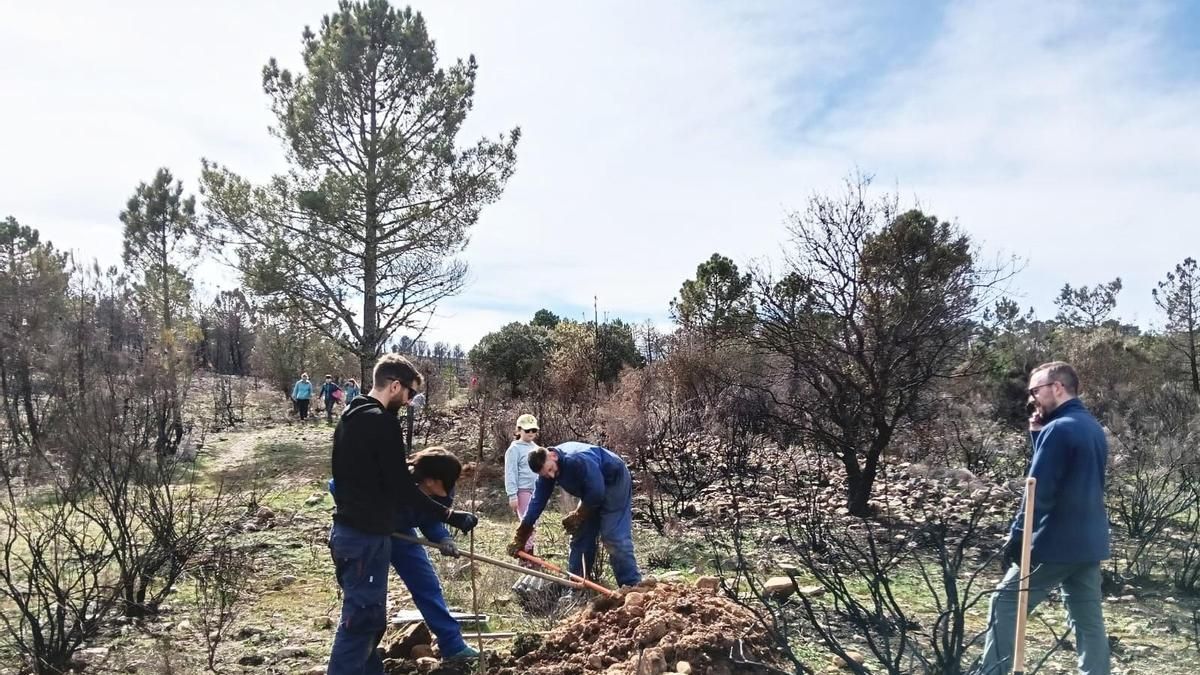 Mil árboles contra un incendio: la Valdería continúa plantando árboles para olvidar el infierno del verano de 2025