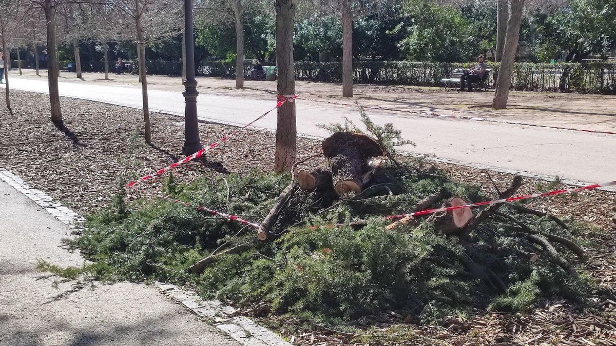 Ramas caídas en un camino del Retiro.