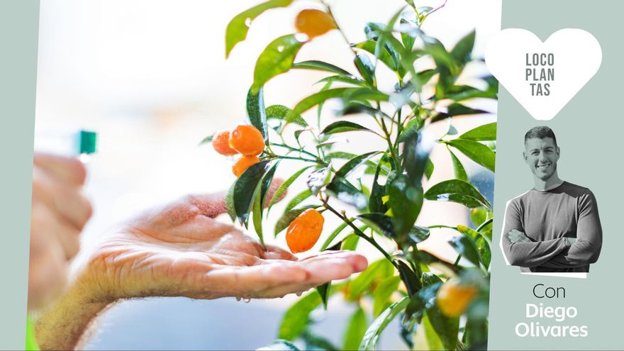 ¿Arbolitos frutales en interior o terraza? Lo que nadie te explica antes de llevarte uno a casa