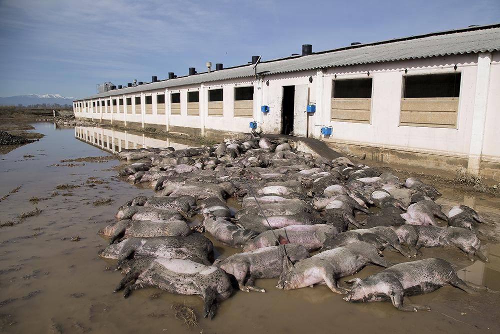 En una explotación porcina de Villafranca perecieron miles de cerdos tras quedarse sin cuidados por la ríada /Tras los Muros-PACMA