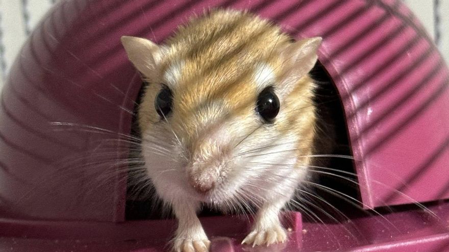Imagen de uno de los roedores