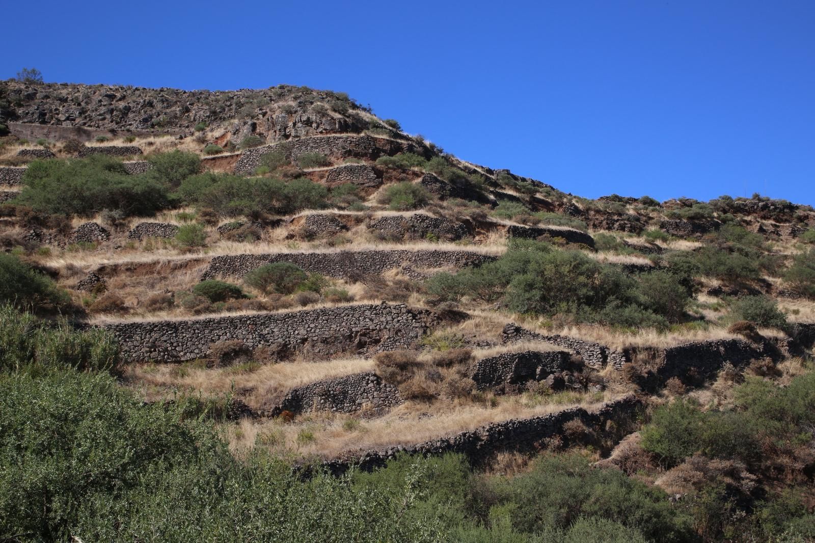 Cultivo en terrazas en Barranco Hondo (ALEJANDRO RAMOS)