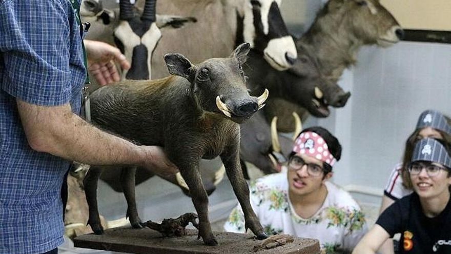 Los alumnos de inclusión observan un facóquero, ejemplar llegado hace poco a la ULE.