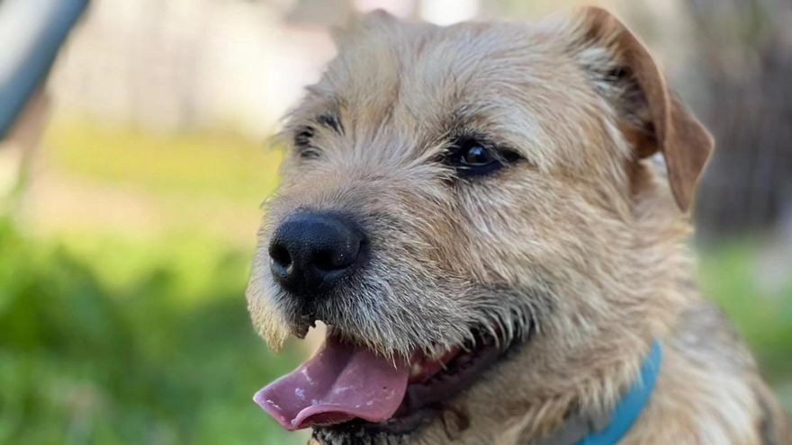 La amarga espera de Mori, la perra que deambulaba por la calle y que busca una familia