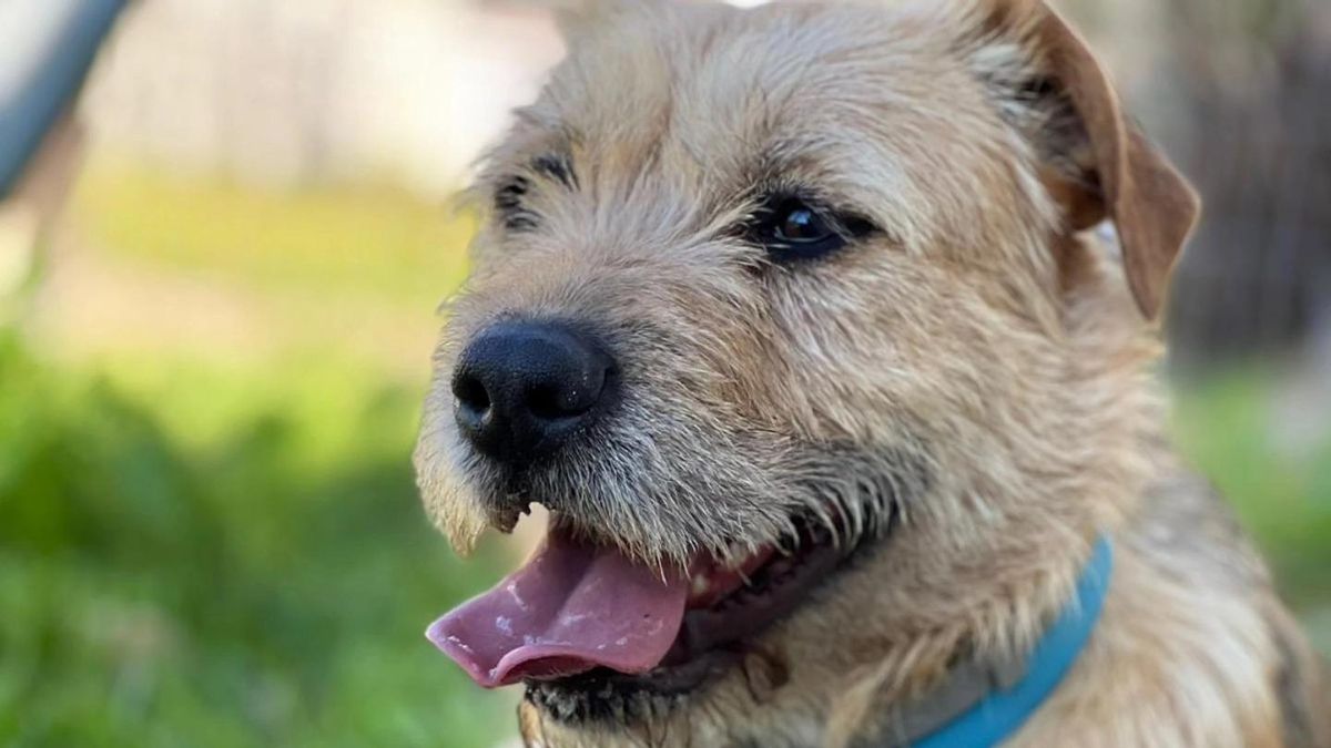 La amarga espera de Mori, la perra que deambulaba por la calle y que busca una familia