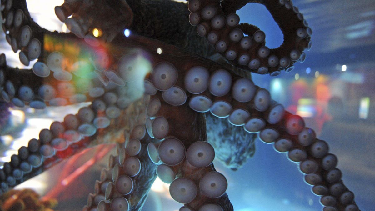 Los tentáculos son autónomos.