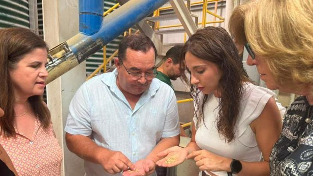 Castilla-La Mancha dedica una superficie de casi 44.000 hectáreas a producir semillas certificadas