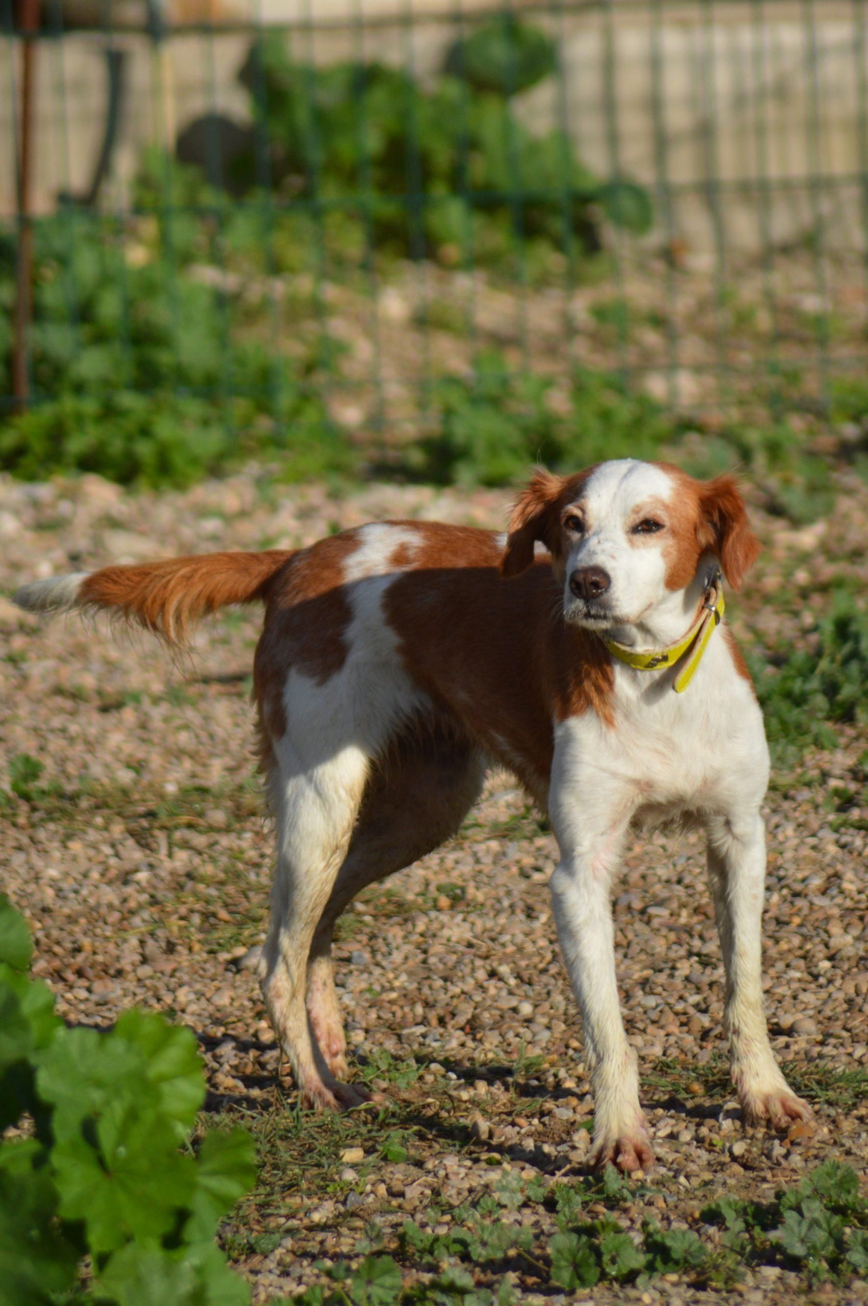 Chispa cuando llegó al refugio