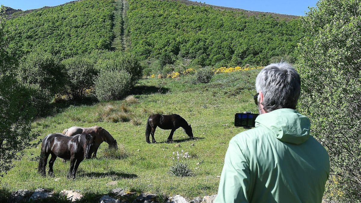 El pastoreo reduce los riesgos por el avance del matorral y aumenta la riqueza vegetal en el Alto Bernesga