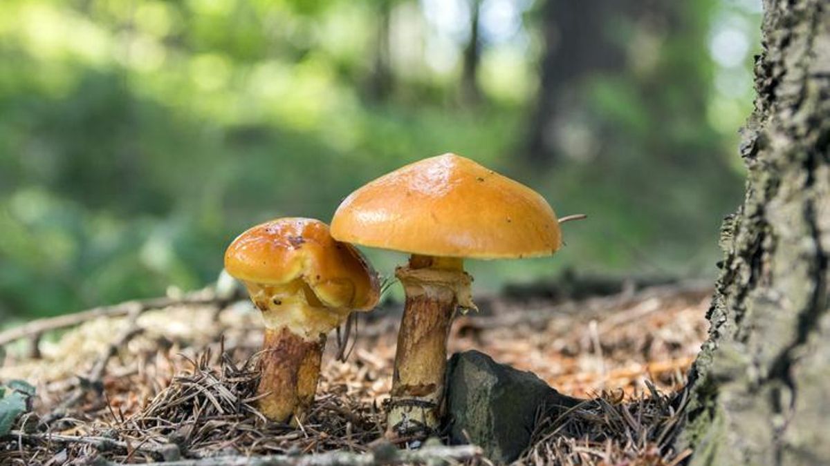 Murcia recurre a hongos para hacer sus bosques más resistentes al cambio climático