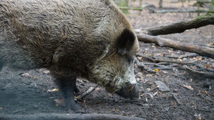 La alarma por la peste porcina eleva hasta 3.000 los jabalíes cazados en Aragón este puente