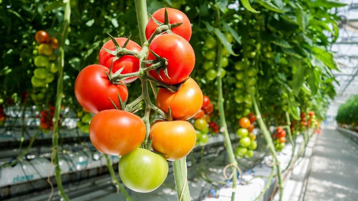 CTC lidera un proyecto europeo de robótica para control deplagas en invernaderos