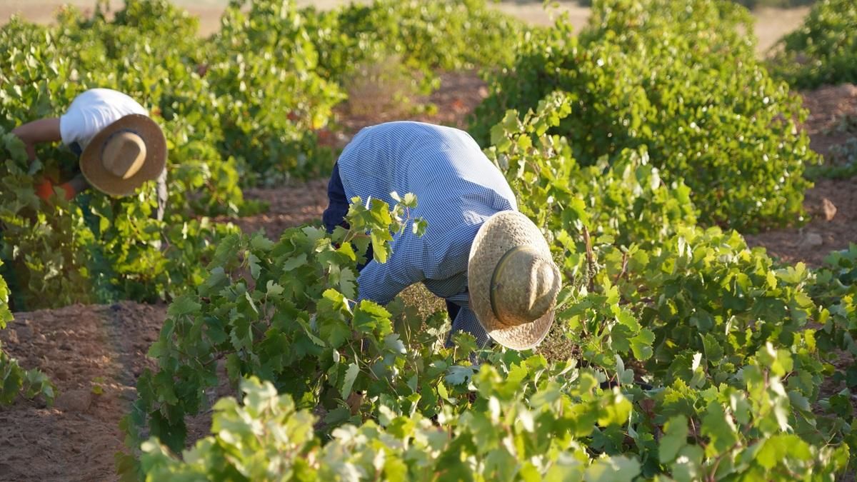 La vendimia se generaliza en la Denominación de Origen La Mancha con la recogida de la airén